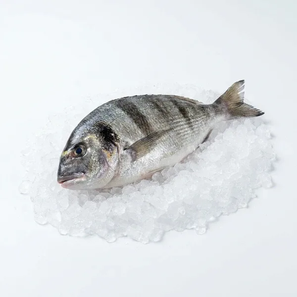 Karagöz Balığı 450-600 Gr Adet