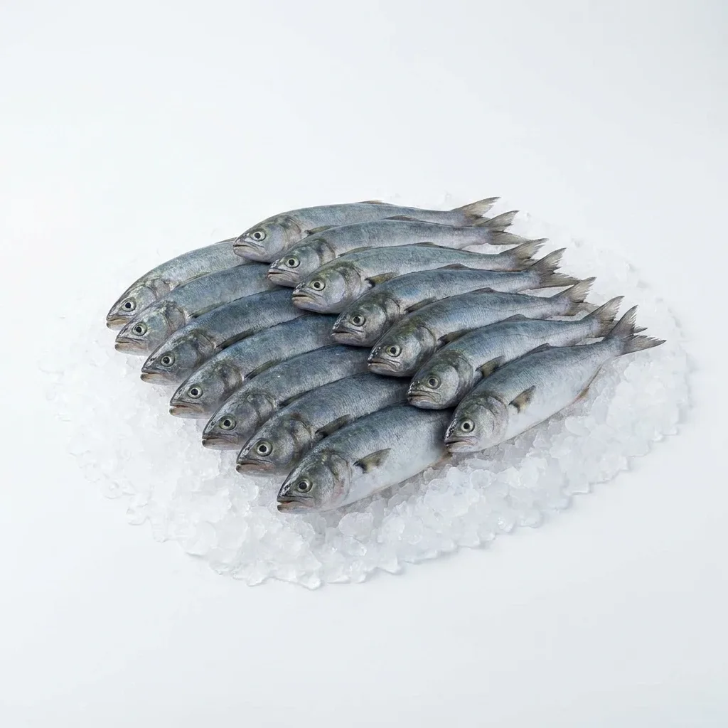 Lüfer (Sarıkanat) 10-15 Adet 1 Kg