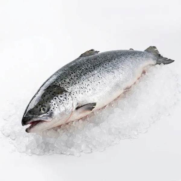 Norveç Somon 5/6 Kg